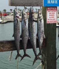 Scomberomorus cavalla