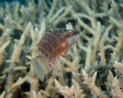 Oxycheilinus digramma