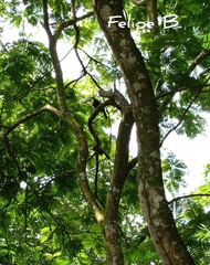 Ramphastos sulfuratus