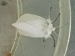 Spilosoma urticae