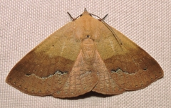 Ophyx ochroptera