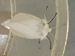 Spilosoma urticae