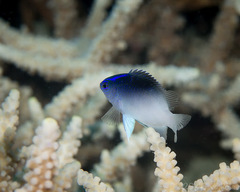 Chrysiptera rollandi