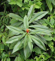 Costus beckii