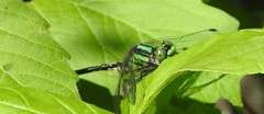 Ophiogomphus anomalus