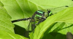 Ophiogomphus anomalus