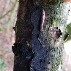 Annulohypoxylon stygium