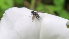 Diptera