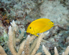Acanthurus pyroferus