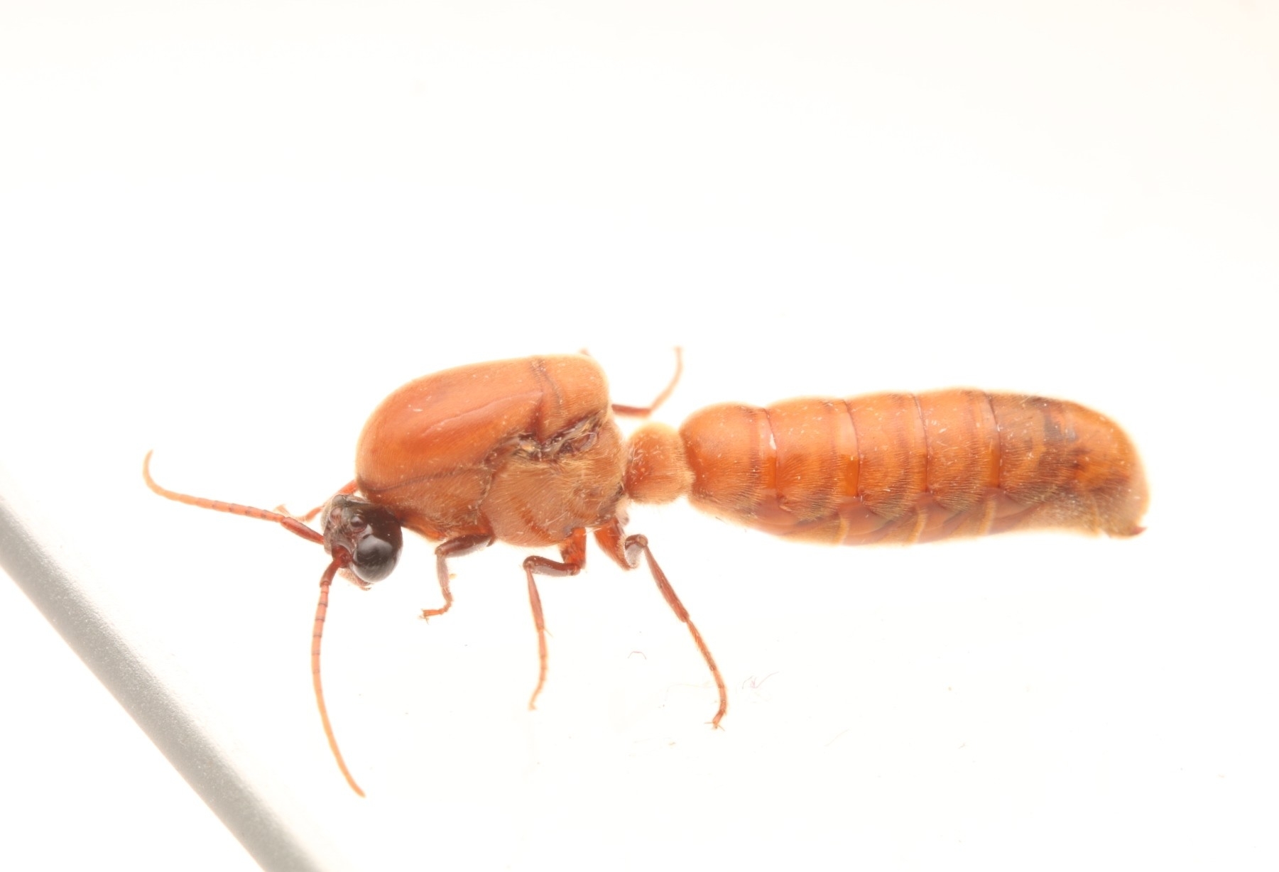 Neivamyrmex pilosus