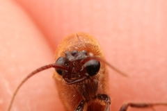 Neivamyrmex pilosus