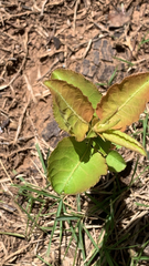 Asclepias amplexicaulis
