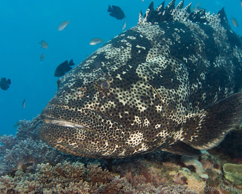 Malabar Grouper