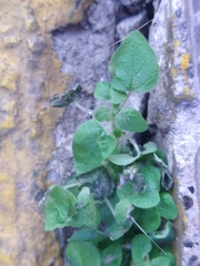 Tracheophyta