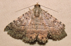 Diatenes aglossoides