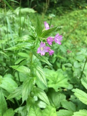 Epilobium alpestre