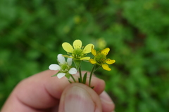Geum × catlingii