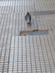 Columba livia