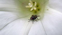 Diptera