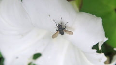 Diptera
