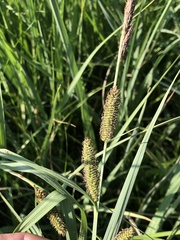 Carex nebrascensis