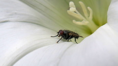 Diptera