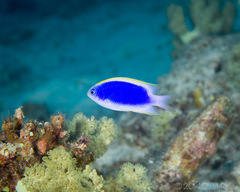 Chrysiptera flavipinnis