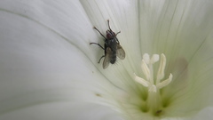 Diptera