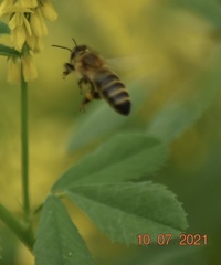 Apis mellifera