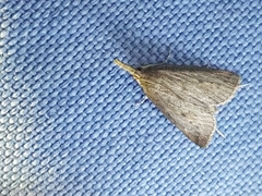 Schoenobius gigantella