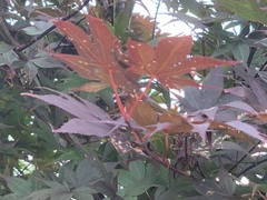 Acer palmatum