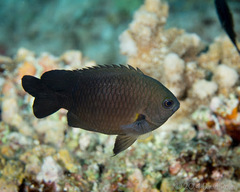 Pomacentrus brachialis