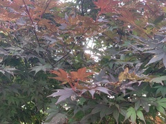 Acer palmatum