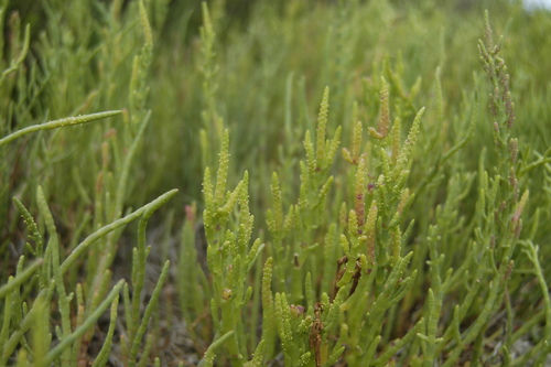 photo of Pickleweeds (Salicornia)