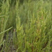 photo of Pickleweeds (Salicornia)