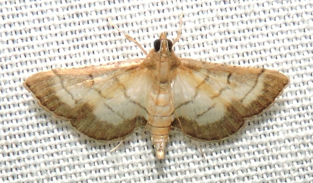Cnaphalocrocis