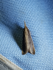 Schoenobius gigantella