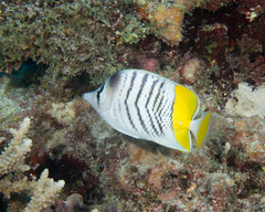 Chaetodon mertensii