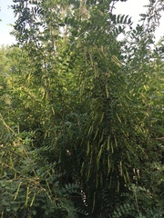 Caragana arborescens