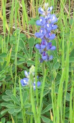 Lupinus subcarnosus