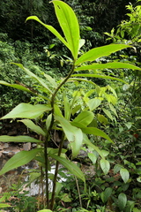 Costus beckii