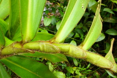 Costus beckii