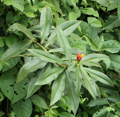 Costus beckii