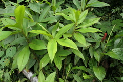 Costus beckii