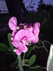 Lathyrus latifolius