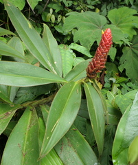 Costus beckii