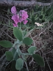Lathyrus latifolius