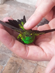 Chlorostilbon gibsoni