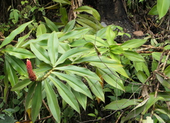 Costus beckii