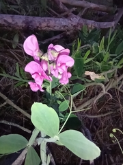 Lathyrus latifolius